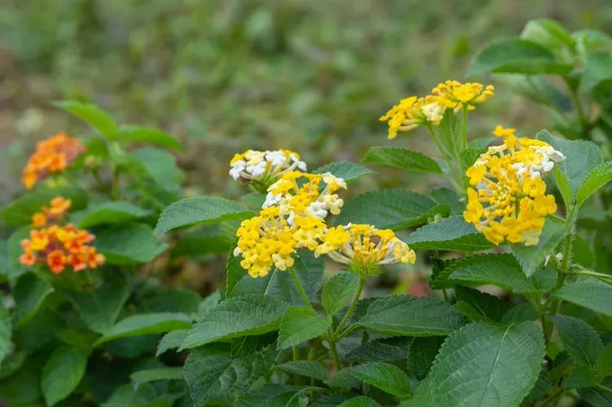 A close-up photograph of vibrant lantana flowers in yellow, orange, and white hues blooming among green foliage.