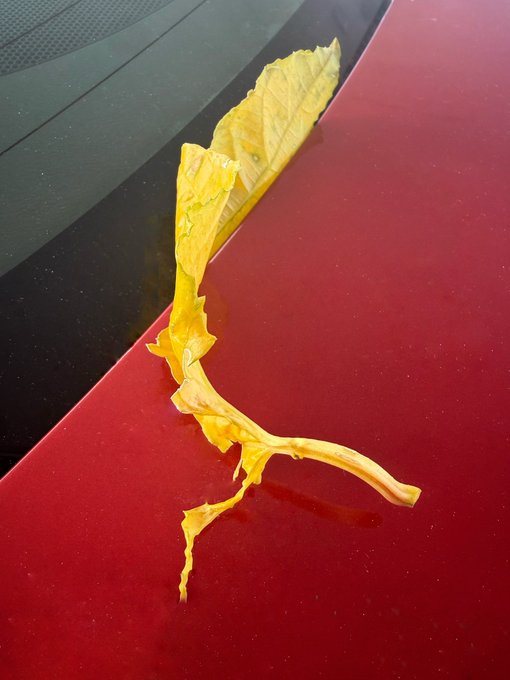 A yellow leaf resting on a red and black surface, possibly a car hood.