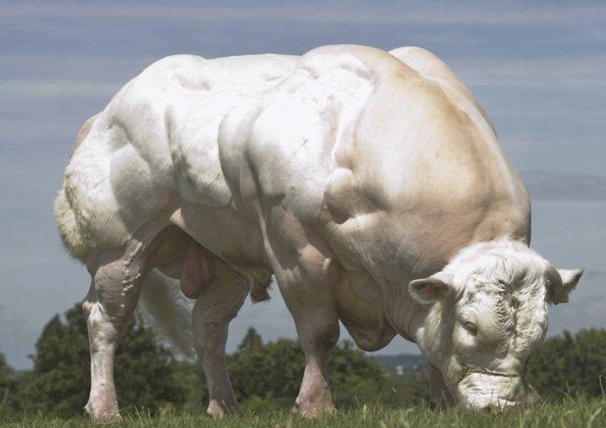 A heavily muscled white bull grazing in a green pasture with mountains visible in the background.