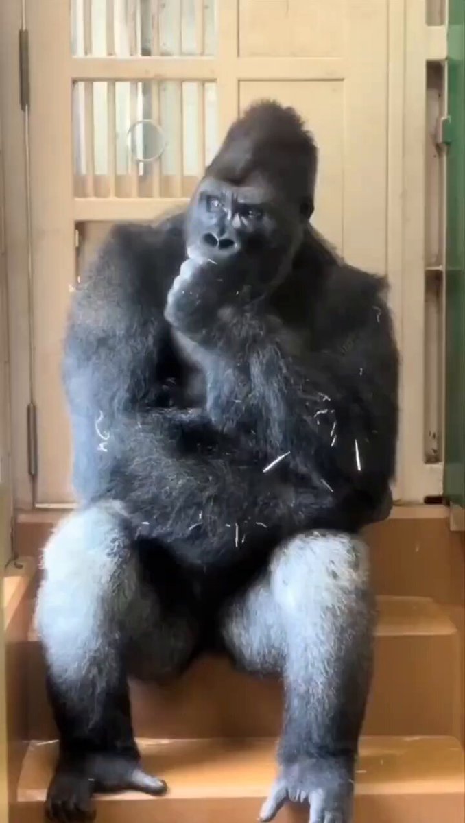 The image features a large gorilla sitting on some stairs, with its legs crossed as if contemplating or pondering something. The background of the image shows a door, suggesting that this scene might be taking place inside an enclosure at a zoo or wildlife sanctuary. The caption "When you take a moment to reflect on your 'investment' decisions over the past five years'" is related to the post about investing in real estate and shares similarities with the gorilla's contemplative pose as it sits on the stairs, possibly reflecting on its life choices or future plans.

The image captures an interesting juxtaposition of two different worlds: the world of humans who are making decisions about their investments, and the world of a gorilla that is simply enjoying some quiet time in its enclosure.
