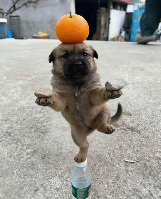 An adorable tan puppy balancing an orange on its head while standing on one hind leg atop a plastic water bottle, holding two stones in its front paws.