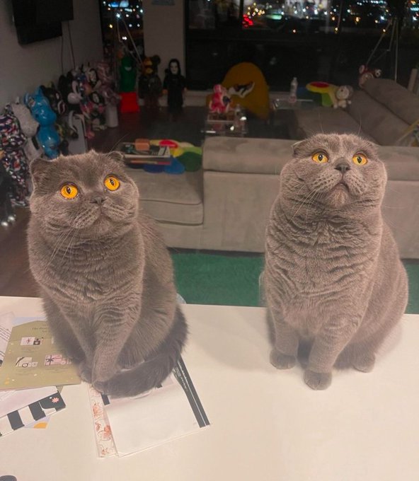 Two gray British Shorthair cats sitting side by side on a white surface, looking upwards with large orange eyes, with various toys visible in the background.