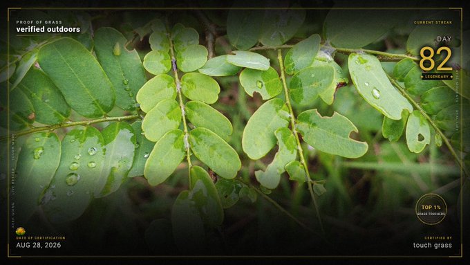 A photograph of green leaves with water droplets, displayed as a 'Proof of Brass' streak certification card showing Day 82, dated Aug 26, 2026, with 'certified by touch grass'.