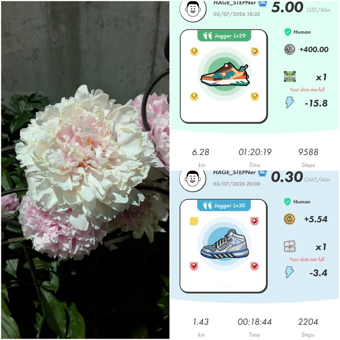 A split image showing pink and white peonies beside a fitness app screenshot displaying HAGE_STePper stats with Jogger Lv29 (5.00 GST/Min, 6.28km, 9588 steps) and Jogger Lv30 (0.30 GMT/Min, 1.43km, 2204 steps), both showing 'Your slots are full' messages.