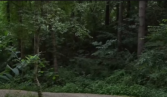 The image shows a dense, lush forest with tall trees, thick green foliage, and a dirt path at the bottom. There is no visible text, numbers, or country flags in the image, so it doesn't directly relate to the list of top countries in the Chainalysis Global Crypto Adoption Index 2025. The scene appears to be a generic nature/forest setting that doesn't convey any information about cryptocurrency adoption.