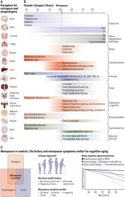 A scientific infographic illustrating the effects of menopause on various organs and systems in the female lifespan, detailing hormonal changes and health impacts including neuropathology, cardiometabolic, immune, and cognitive changes across a lifespan graph from age 20 to 80+.