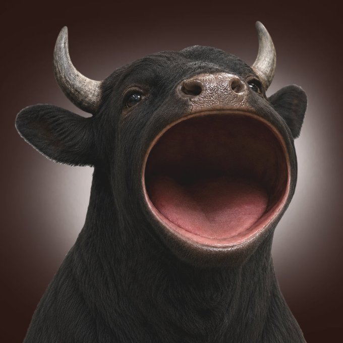 A black bull with its mouth wide open, symbolizing the extreme bullish enthusiasm of the $POPBULL meme token, which airdrops 30% of its supply to influencer $ANSEM.