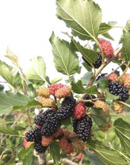 A close-up of ripe mulberries (dâu tằm) in red and dark purple hues clustered on a branch with green leaves, perfectly matching the post's mention of fresh mulberries that can be used to make jam, infused alcohol, juice, or syrup.