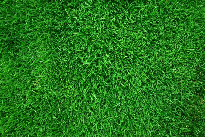 A dense patch of lush green grass fills the frame, visually supporting the caption "Grass looks good here." by showcasing the healthy, vibrant appearance of the turf.