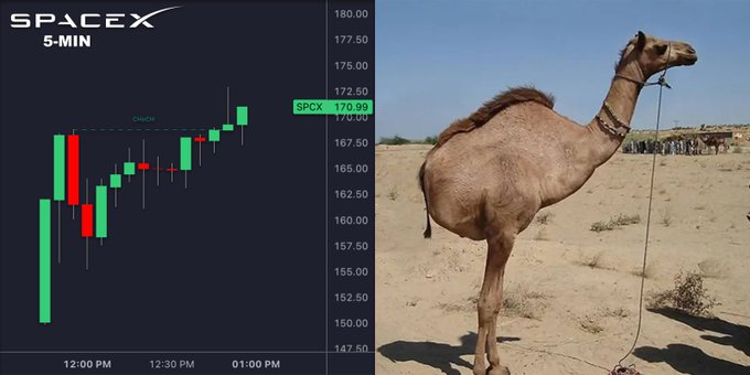 The image features a camel standing upright, with two large vertical bars running down its side. These bars are part of a larger image depicting the evolution of stock prices over time against various market indicators such as $SPCX, SPX, and $DCCX. This image is accompanied by text that reads "THE FIRST QUARTERLY CHART ON $SPCX has emerged! BULLISH MONOCAMEL". The camel's presence in this context makes the stock prices comparison more relatable and visually interesting for viewers interested in market trends or analyzing investment opportunities.