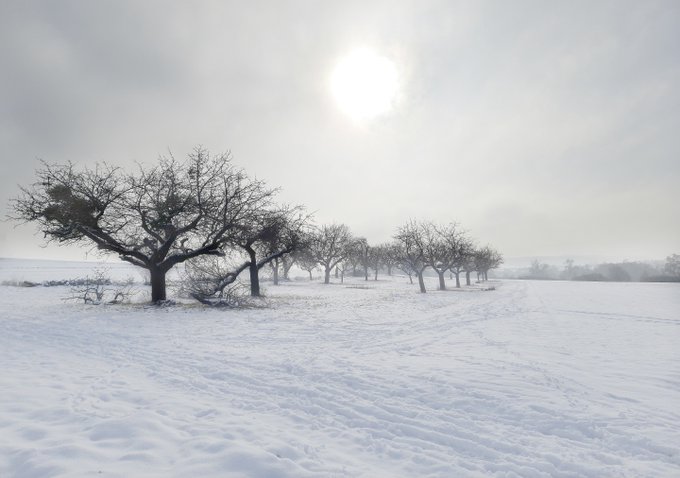 A snowy winter landscape with bare trees covered in frost under a bright sun shining through a hazy sky.