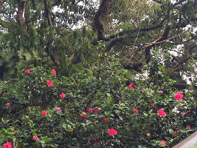 The image features a large bush with pink flowers, surrounded by green leaves. The bush has many branches and appears to be full of flowers. In the background, there are trees that add depth to the scene. The caption for the image reads "Good morning X legend! Today is the first day of change @NomismaNetwork Super bullish @sleepagotchi @useTria & @quipnetwork". This message seems to be related to a post on social media or a website, possibly discussing the importance of embracing change and new beginnings.
