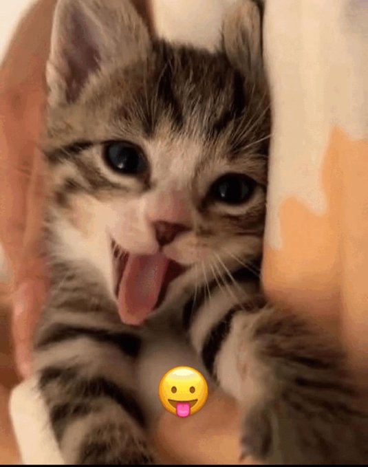 A close-up photograph of a tabby kitten with its tongue sticking out, accompanied by a drooling face emoji overlay.