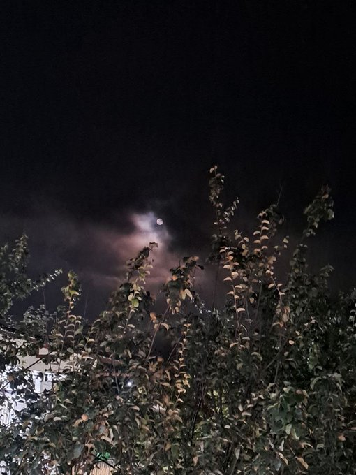 A moon glows softly through scattered clouds above a silhouetted tree at night, casting a calm, reflective atmosphere that mirrors the post's theme of quiet builders making meaningful impact. The peaceful nighttime scene complements the "good night" message and the emphasis on steady, behind-the-scenes work in wellness and privacy technology.