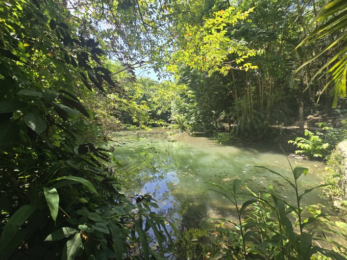 A serene outdoor scene features a calm pond or stream surrounded by lush green trees and foliage under a bright blue sky.