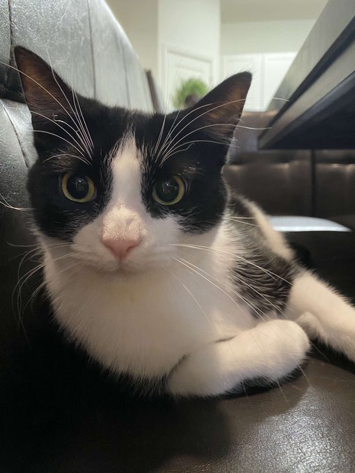 A close-up photograph of a black and white tuxedo cat with striking yellow-green eyes, resting on a brown leather couch.