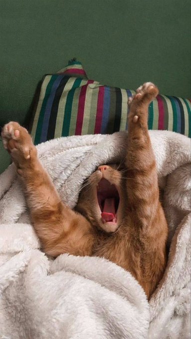 A yawning orange cat lies on its back in a soft, fluffy blanket with its paws stretched up, capturing the perfect sleepy "GM" morning moment before tackling the day ahead with @EthraShip.