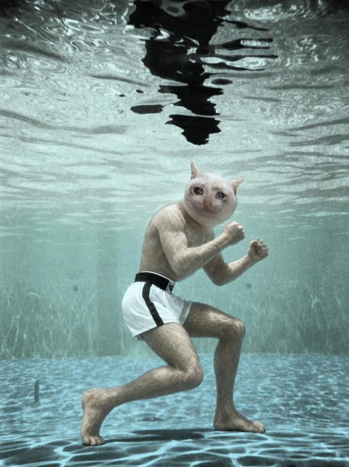 An anthropomorphic cat wearing white shorts stands in a fighting stance underwater, its feline face staring intently at the viewer. The image playfully illustrates the post's $CASHCAT theme—portraying the "cash cat" as a scrappy, ready-to-fight underdog still early in its journey, much like the obscure Robinhood Chain token the author is promoting.