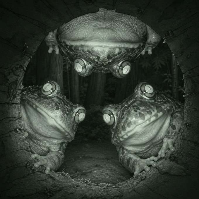 Three frogs peer intently out from a hollow log in a monochrome, night-vision style photograph, their large eyes gleaming in the darkness. The image humorously evokes the crypto community's joke of "this is fine" meme energy, fitting the post's tone of patiently waiting for @zacklabadie to claim his unclaimed 13.27 ETH (~25k) sitting untouched in the $FRONG vault.