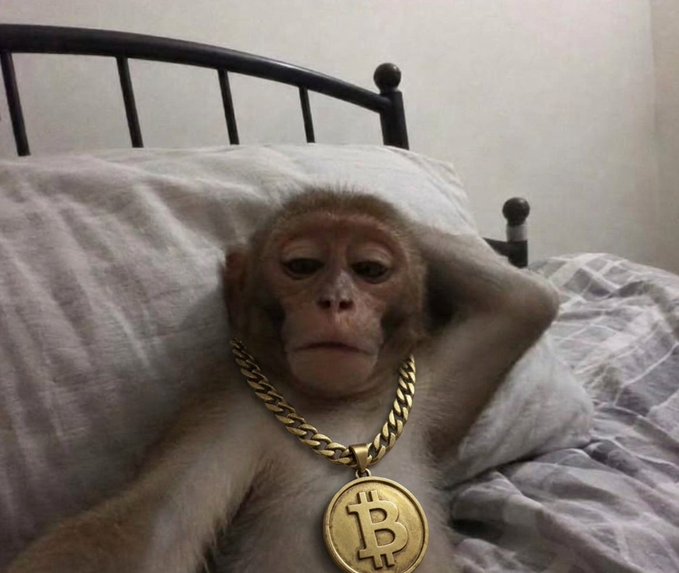 A small monkey reclines against pillows on a bed, wearing a large gold chain with a Bitcoin pendant.