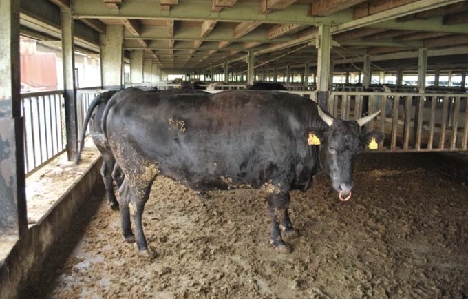A large black bull with horns standing in a barn stall with a muddy floor, facing the camera.