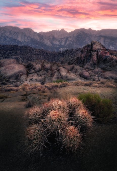 A desert landscape photograph at sunset, featuring spiky cacti in the foreground, scattered shrubs, and a mountain range under a pink and purple sky.