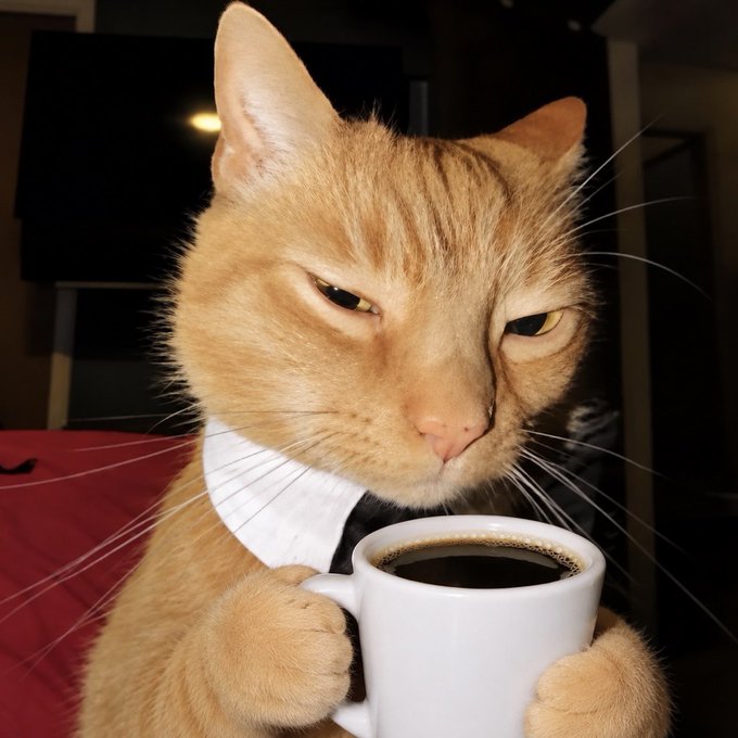An orange tabby cat wearing a white collar and black tie holds a white mug of black coffee with both paws, staring intently at the camera.