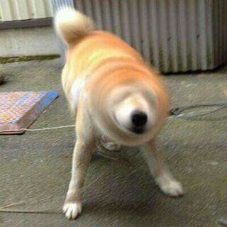 A blurry photo of a fluffy cream-colored dog, possibly a Shiba Inu or Shiba mix, standing on pavement with its head turned.