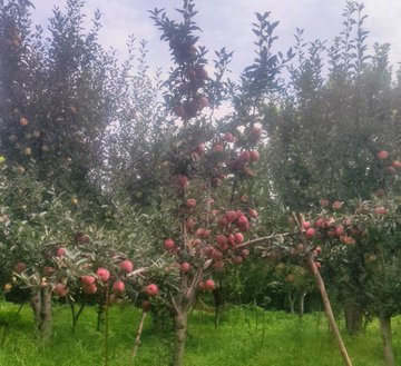 An apple orchard in the autumn season with trees full of ripe red apples hanging from the branches.