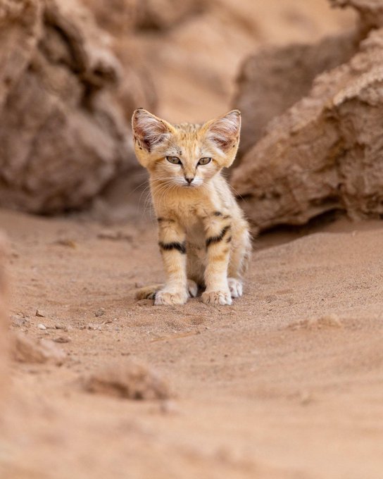A sandcat kitten sits on the desert floor, fitting the post's reference to a "cat token" on Solana. The image visually reinforces the meme by featuring a literal desert-dwelling feline, echoing the "SNDK" ticker and the sand-related wordplay with Sandisk Stock.
