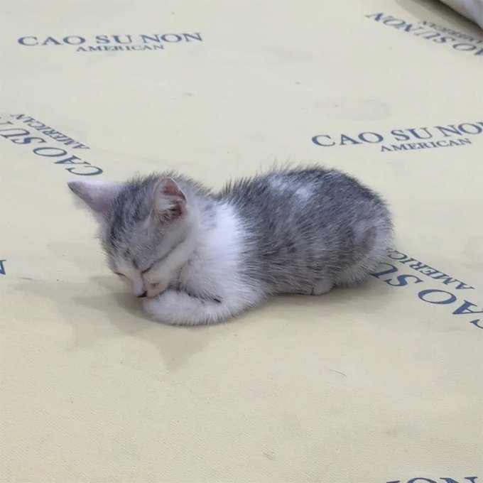 A tiny gray and white kitten sleeping curled up on a cream-colored surface printed with 'CAO SU NON AMERICAN' text in blue.