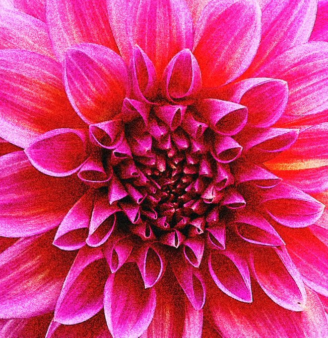 A close-up, highly detailed photograph of a vibrant pink and magenta dahlia flower showing the intricate pattern of its petals.