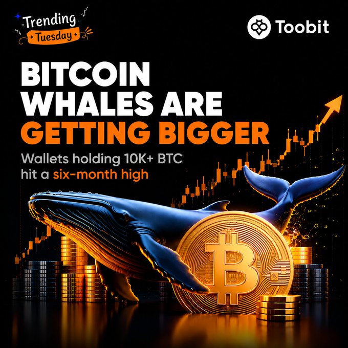 A dramatic promotional graphic from Toobit features a blue whale swimming among stacks of gold coins alongside a large Bitcoin, with the headline "BITCOIN WHALES ARE GETTING BIGGER" and text noting that "Wallets holding 10K+ BTC hit a six-month high," visually reinforcing the post's message about Bitcoin's largest wallets accumulating more coins.