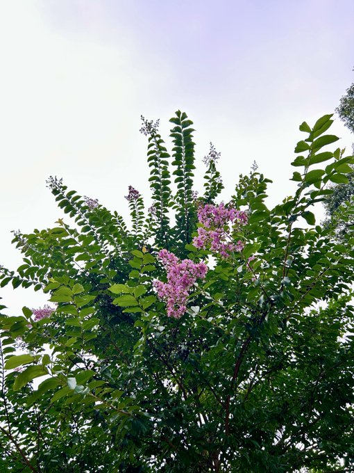 Green leafy branches with clusters of pink flowers reach up against a pale sky.