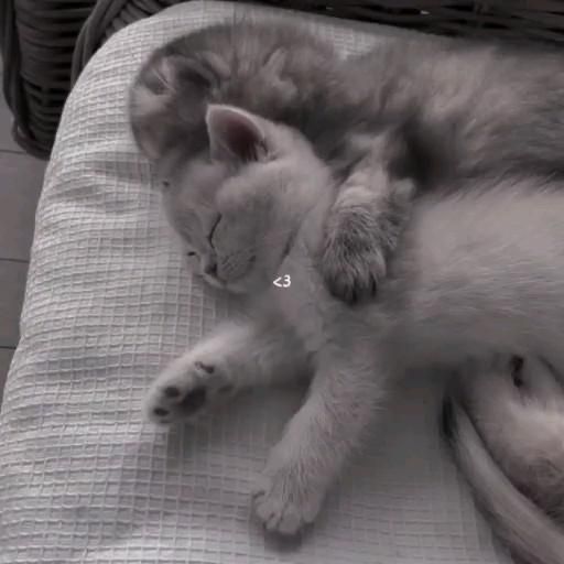 Two fluffy cats—one gray and one white—snuggle closely together while sleeping on a textured white cushion, with a small "<3" visible on the white cat's fur.