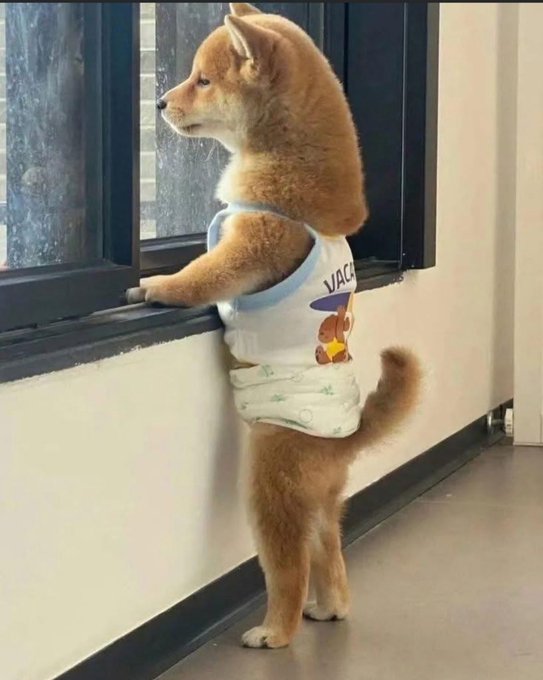 The image features a small brown dog wearing a diaper, standing next to a window with its front paws resting on the sill. The dog appears to be looking out of the window or observing something outside. The caption "Everything is better when Doge is up" suggests that the dog's presence and behavior are amusing or endearing, adding a lighthearted touch to the scene.