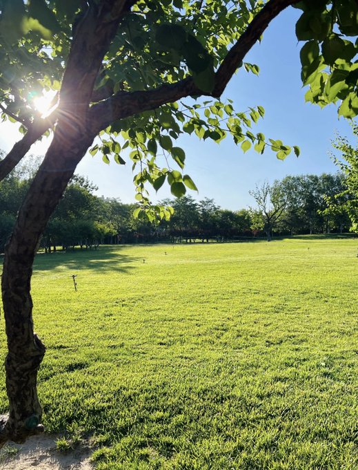 A sunlit grassy field extends into the distance, framed by a tree in the foreground with bright sunlight filtering through its green leaves.
