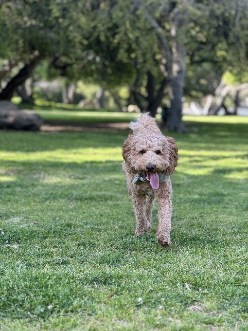 A fluffy, curly-haired brown dog with a green collar walking towards the camera across a grassy park with trees in the background.