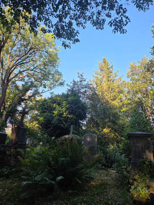A serene outdoor scene of an overgrown cemetery or garden with old gravestones, lush green ferns, and tall trees under a clear blue sky at golden hour.