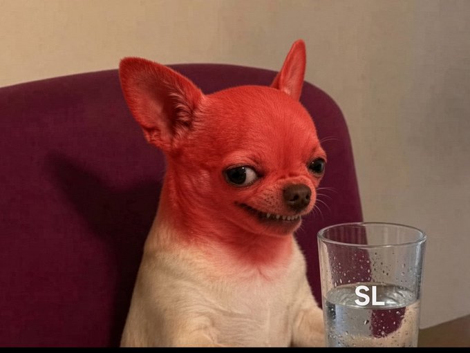 A red-tinted Chihuahua with a sly, knowing grin sits beside a glass of water labeled "SL" (Stop-Loss), humorously embodying the post's warning about impatient trading causing the market to claim your stop-loss.