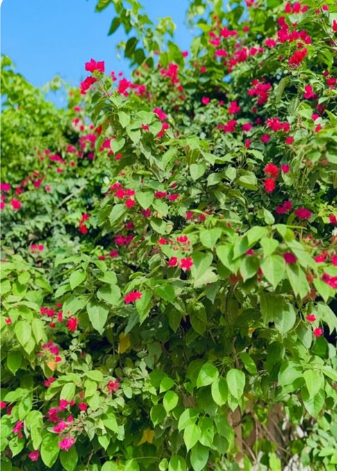 A vibrant bougainvillea bush in full bloom displays bright pink-red flowers against lush green foliage under a clear blue sky. The flourishing, forward-growing plant visually echoes the post's message of patience and gradual progress, symbolizing beauty emerging one day at a time while waiting for brighter days to return.