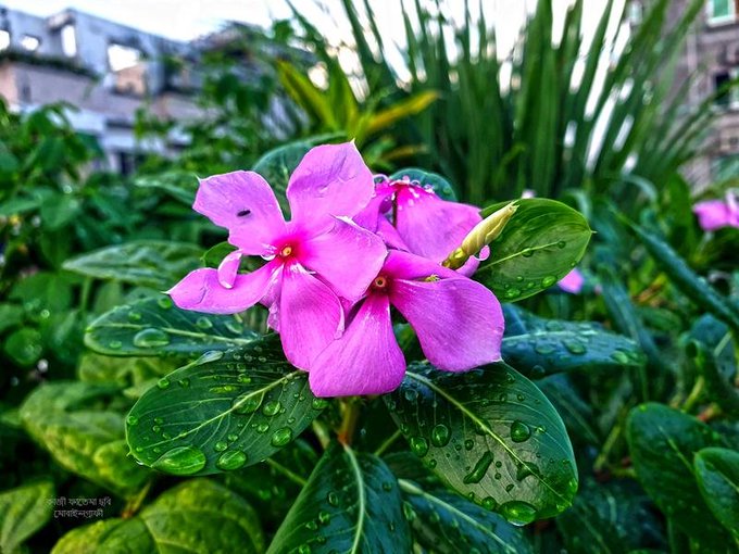 A close-up photograph of vibrant pink flowers (periwinkle/vinca) with dewdrops on green leaves in a garden setting.