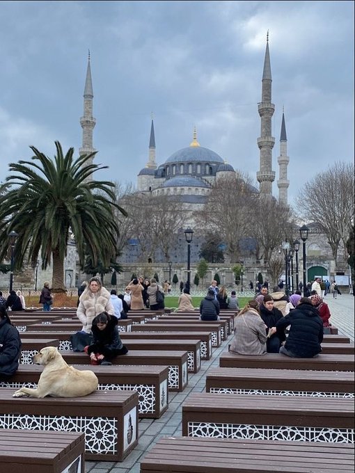 People sitting on wooden benches in a plaza in front of the Blue Mosque in Istanbul, with a golden retriever dog lying on one of the benches in the foreground.