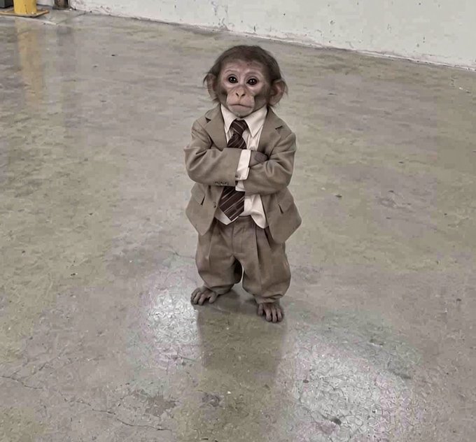 A small monkey stands upright on a concrete floor, wearing a brown suit jacket, matching pants, a white shirt, and a striped tie, posing with its arms crossed.