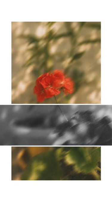 A triptych featuring a photograph of red flowers and foliage above, a black-and-white image with text in the middle, and blurred green leaves at the bottom.