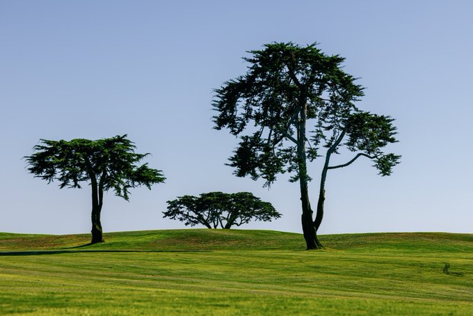 A serene landscape photograph of a golf course featuring three trees standing on a rolling green hill under a clear blue sky.