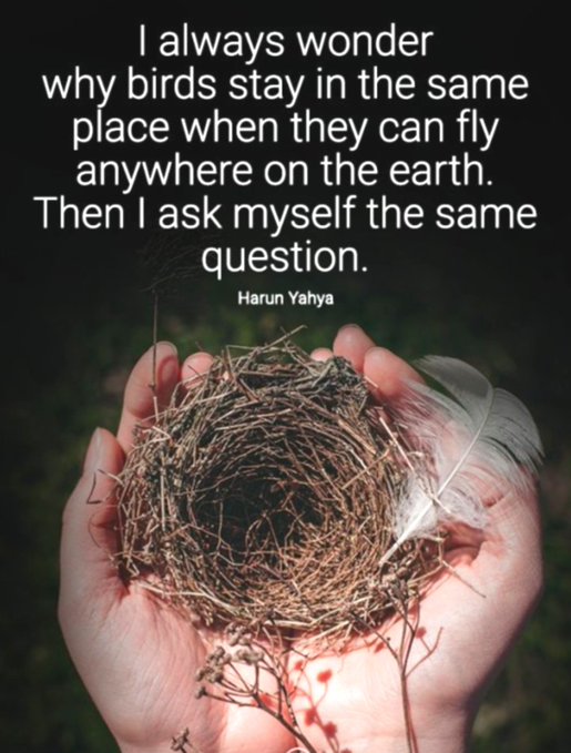 A hand cradles a bird's nest with a feather, accompanied by the quote: 'I always wonder why birds stay in the same place when they can fly anywhere on the earth. Then I ask myself the same question.' - Harun Yahya