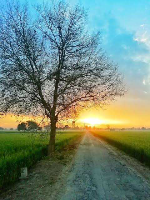 The image shows an empty dirt road with a tree next to it, leading towards a beautiful sunset over a field or pasture. In the background, there are buildings that appear to be part of a larger community or town. The scene conveys a sense of tranquility and connection to nature as well as human habitation.