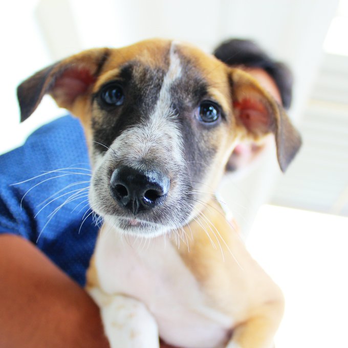 The image features a brown and white puppy with a black nose, looking directly at the camera. The puppy appears to be sitting or standing next to someone's arm, possibly indicating that they are petting or holding the dog. The background of the photo is blurred, but it can be inferred that there might be some furniture in the room, such as chairs and tables.