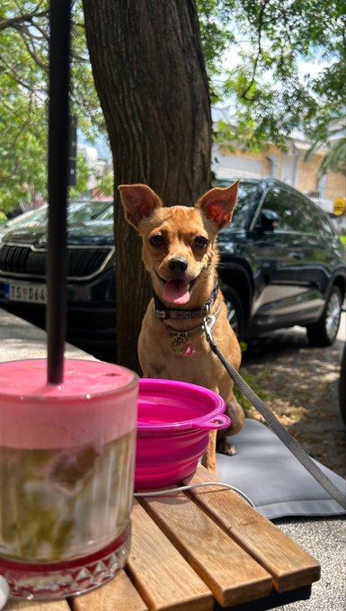 A happy brown Chihuahua sits at an outdoor café table with a pink drink and pink collapsible bowl, its tongue out in a joyful smile under dappled tree shade, with a license plate reading "15144" visible on a parked car behind. The pink accessories tie perfectly into the "Paint the town pink" theme, reflecting the fun, social spirit of the Azuki Foodie Club sub-community highlighted in the post.